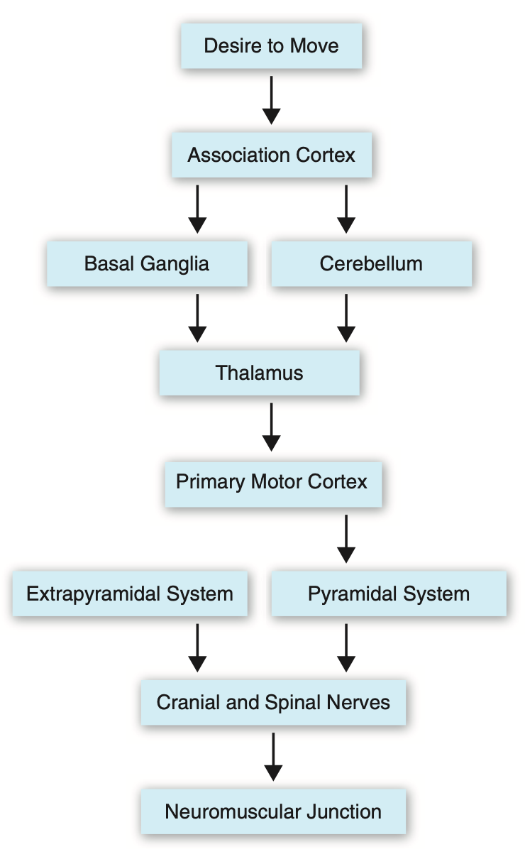 Receives neural inputs of planned motor movements from BG and cerebellum on its way to the primary cortex; “sensory gateway”, refines?

Compromises: Thalamic aphasia, thalamic pain syndrome
