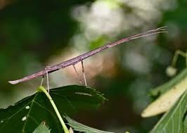 <p>The type of phasmatodea to look exclusively like sticks. Class Insecta, Order Phasmatodea, common walkingsticks</p>