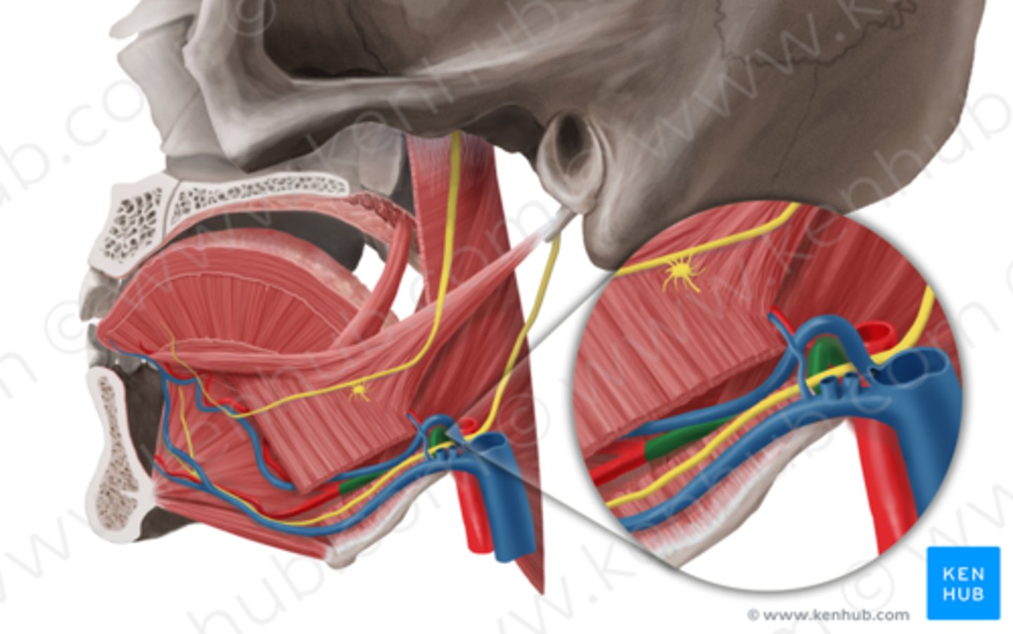 knowt flashcard image