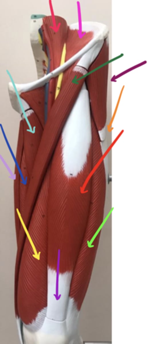 <p>ID the structure of the dark blue arrow and its innervation.</p>