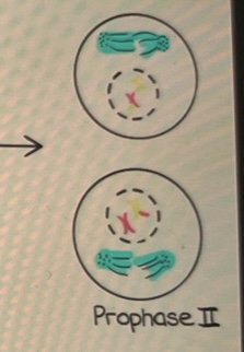 <p>Die Phase der Meiose II, wo die Chromosomen erneut sichtbar werden und die Spindelbildung beginnt.</p><p></p><ul><li><p>In <mark data-color="red">der </mark><strong><mark data-color="red">Prophase 2</mark></strong><mark data-color="red"> bildet sich in den beiden entstandenen Zellen jeweils ein neuer Spindelapparat aus.</mark></p></li></ul>