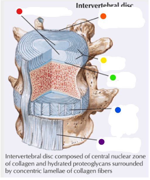 <p>What is the structure at the red dot? </p>