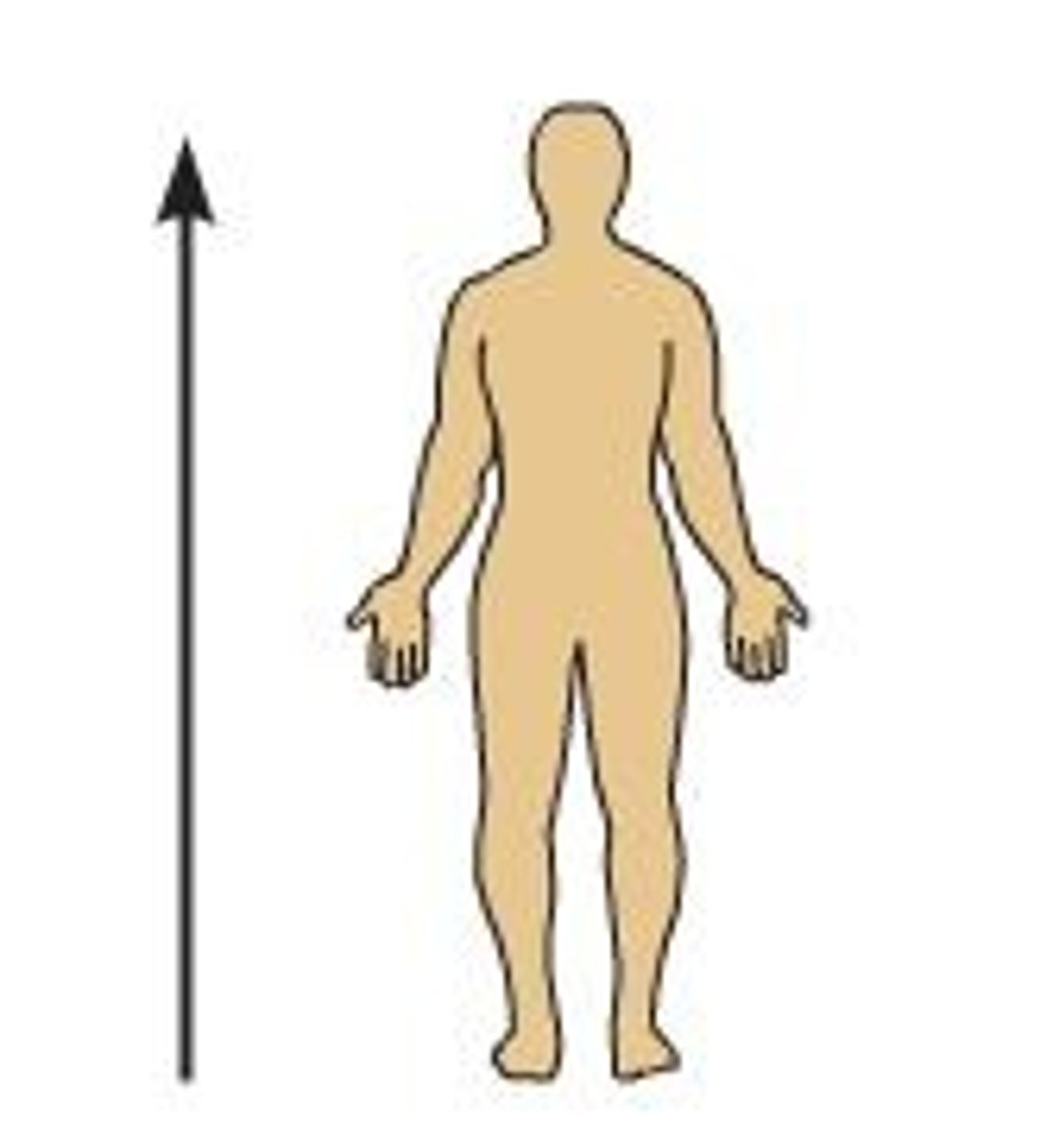 <p>Nearer to the head (used referencing head and torso)</p>