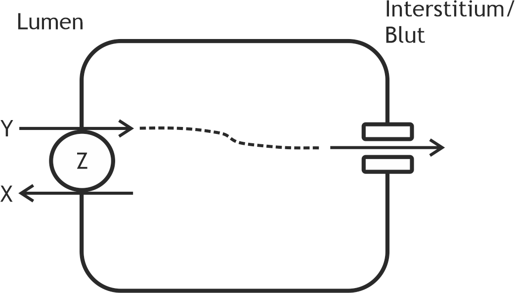 <p>52. The secretion of the parotid gland (Glandula parotidea) is typically hypotonic, resulting from reabsorption processes in the gland’s duct system. The diagram schematically represents a key aspect of this reabsorption, with Z symbolizing a non-primary active antiporter.</p><p>Which ion most likely corresponds to Y?</p><p>A. Cl⁻</p><p>B. H⁺</p><p>C. HCO₃⁻</p><p>D. K⁺</p><p>E. Na⁺</p>