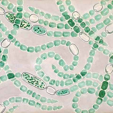 <p>Cyanobacteria</p>