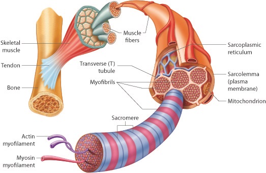 <p>Skeletal muscles are made up of many muscle <strong>fibres </strong></p><p>Muscle fibres are like long cells that contain:</p><ul><li><p><strong>Mitochondria</strong></p></li><li><p><strong>Multiple nuclei</strong></p></li><li><p>Contractile <strong>myofibrils </strong></p></li><li><p><strong>Sarcoplasmic reticulum</strong> (like an ER, which contains calcium ions for muscle contraction)</p></li><li><p>S<strong>arcoplasm</strong> (cytoplasm)</p></li><li><p>All are enclosed by the <strong>sarcolemma </strong>(cell membrane)</p></li><li><p><strong>T-tubules</strong> (thin projections of the sarcolemma that point inwards, and spread <strong>electrical impulses </strong>across the whole sarcoplasm so all the myofibrils can contract at once)</p></li></ul><p>The <strong>myofibrils </strong>contain <strong>thick filaments made of myosin </strong>and <strong>thin filaments made of actin</strong>- these slide past each other to make the muscle fibres contract</p><p></p>