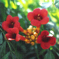 <p>funnel-shaped (big nose) flower, most important neotropical liana family</p>