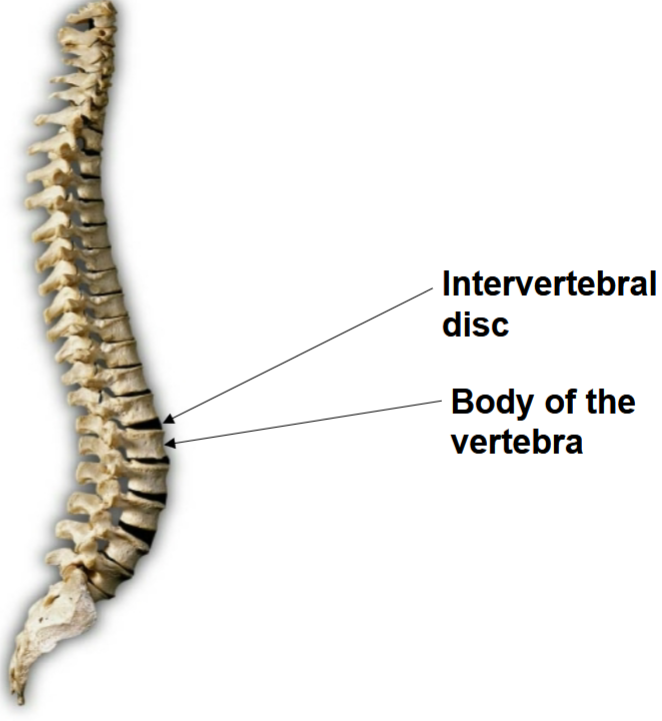 <p><span>What are the movements associated with and specific to the spinal</span><br><span>column?</span></p>
