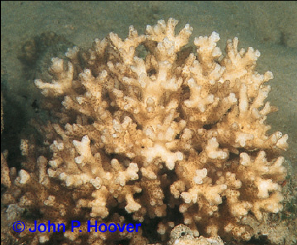 <p>Pocillopora damicornis</p>