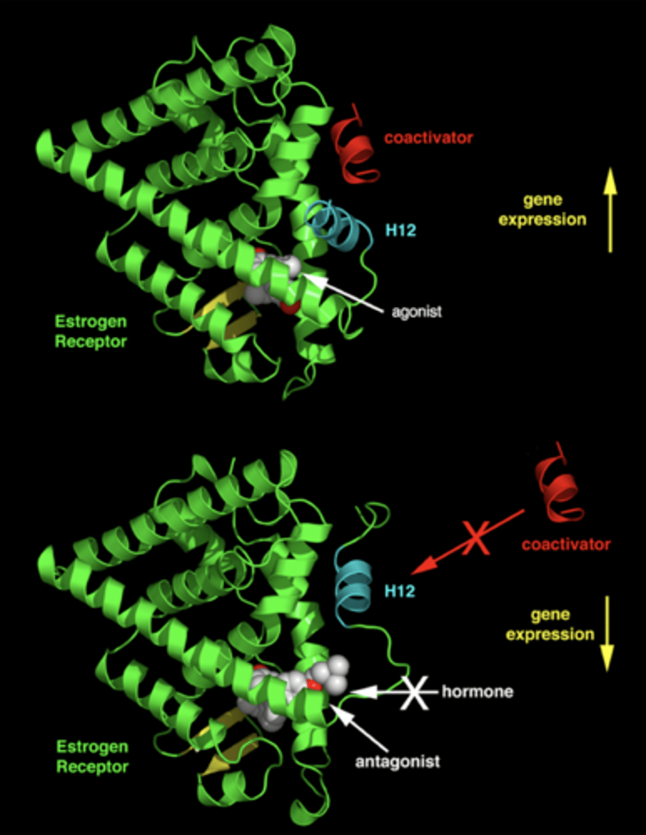 <p>ligand binding domain with an agonist (diethyl stilbestrol) bound</p><p>- helix 12 conformation allows for coactivator binding</p><p>ligand binding with a SERM bound</p><p>- helix 12 conformation blocks coactivator binding</p>