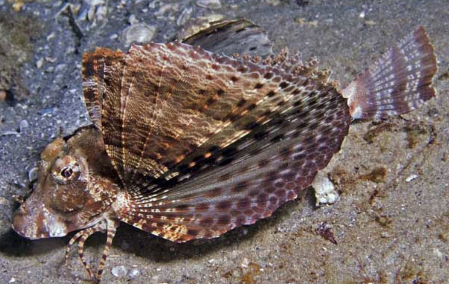 <p>Cirri on nostrils</p><p>Tail base has sark saddle</p><p>Pale coppery orange color with broad dark bars</p><p>Tail fin has 3 black bars</p>