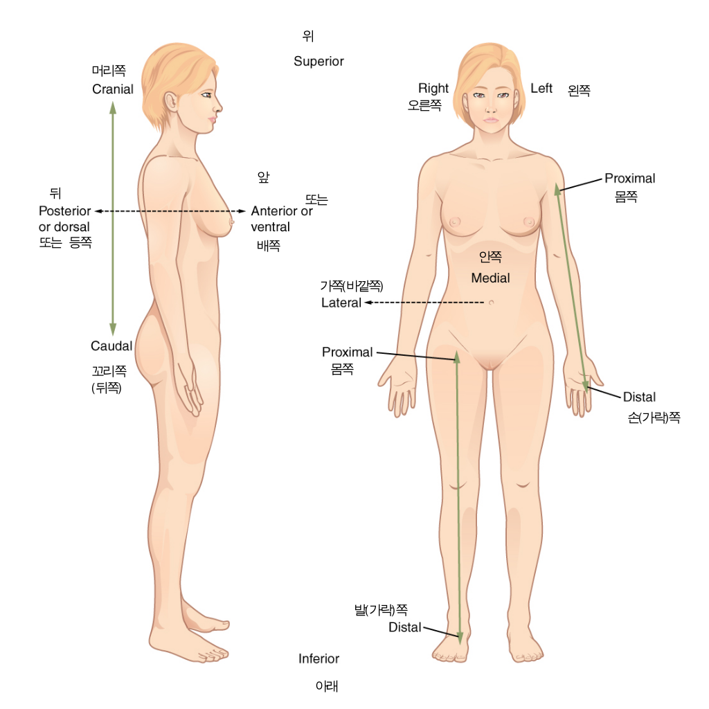 eyes forward, feet and hands forward 
later view at left
front-anterior- right