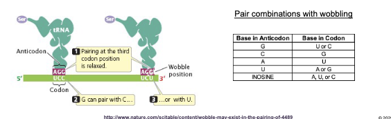 <ul><li><p>The base at the 5’ end of the ANTICODON can H-bond with more than one type of base at the 3’ end of a codon: known as WOBBLE&nbsp;</p></li><li><p>Pairing of the other two nucleotides in the anticodon with the codon is PRECISE</p></li></ul><p></p>
