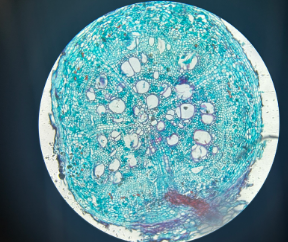dicot root