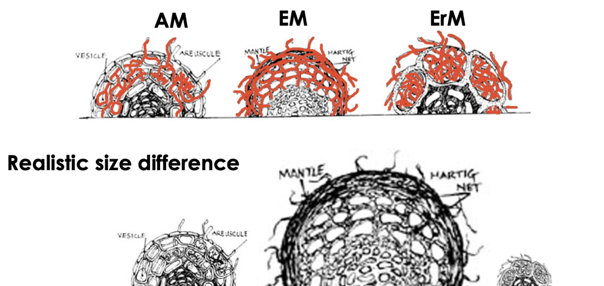 EM only between. ErM one cell layer thick.