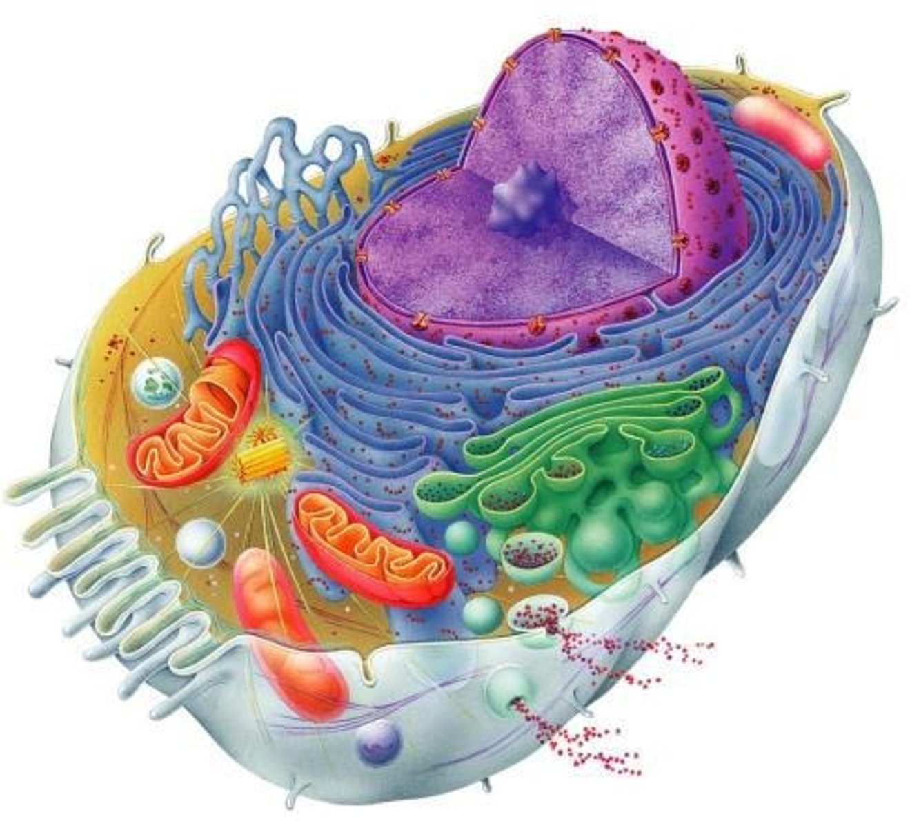 <p>- lack a membrane-bound nucleus</p><p>- lack membrane-bound organelles</p><p>- unicellular</p>