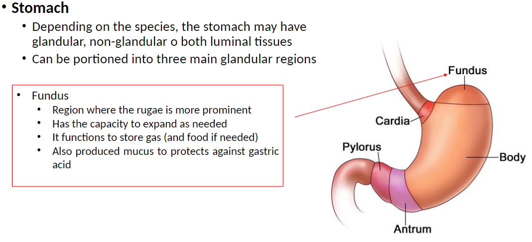 <p><strong>Fundus</strong>: Region of the stomach where rugae (folds in the stomach lining) are more prominent<br> Can expand as needed to accommodate food and gas<br> Functions to store gas and food if needed<br> Produces mucus to protect stomach lining from gastric acid</p>