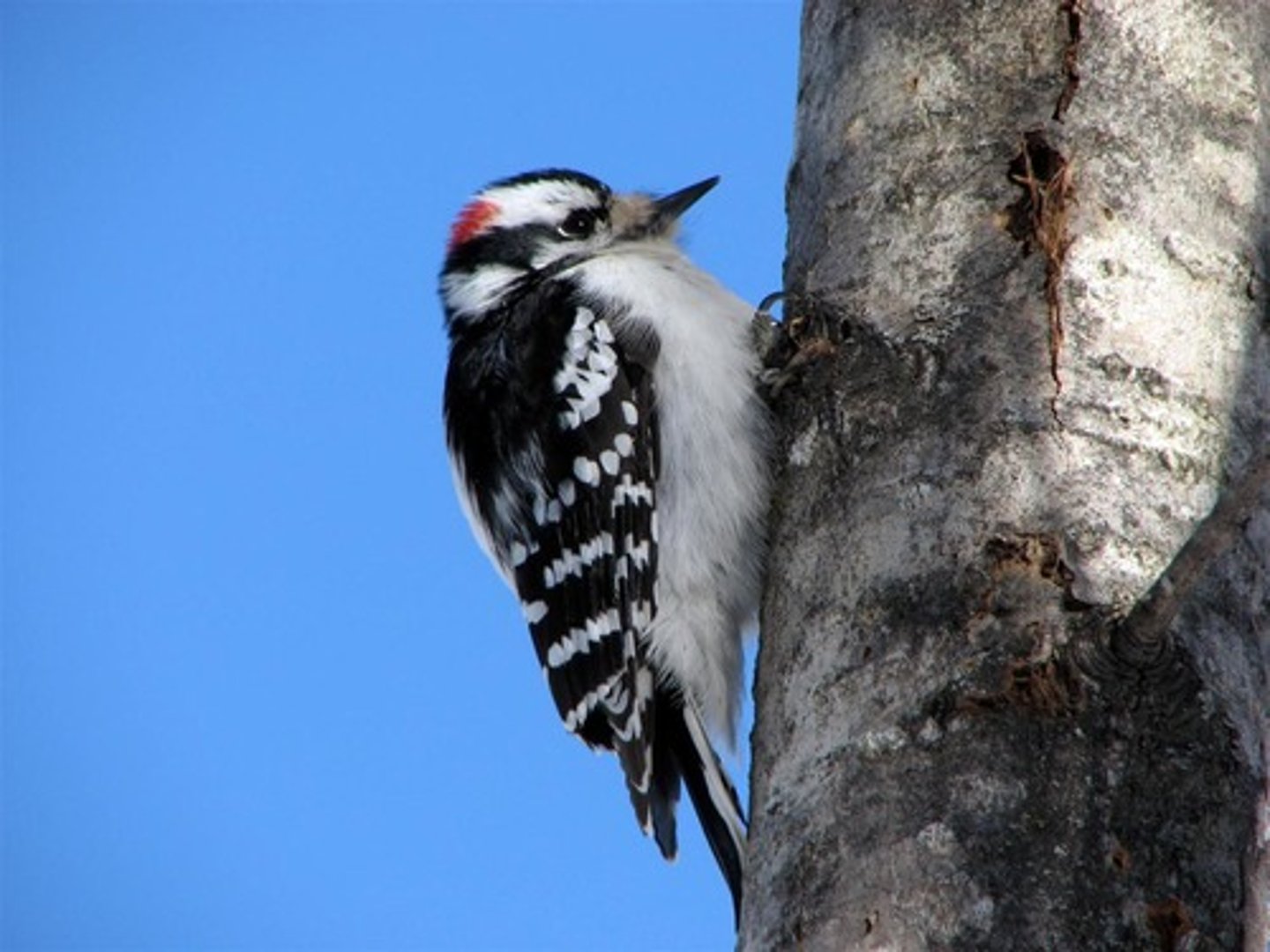 <p>Piciformes</p><p>Picidae</p>