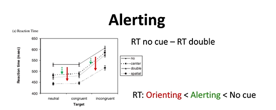 <p>RT double = double cue -when + where = orienting + alerting</p><p>attention enhances reactions to target- cue vs uncued = faster RT when there is a cue that is telling you where to look (orients attention) or when the target is coming</p><p><strong>Alerting</strong> helps you prepare for something to happen—it’s all about <strong>timing</strong> and being ready when a stimulus appears. <strong>Orienting</strong>, on the other hand, is about <strong>directing your attention to the right place</strong> so you can respond efficiently.</p>