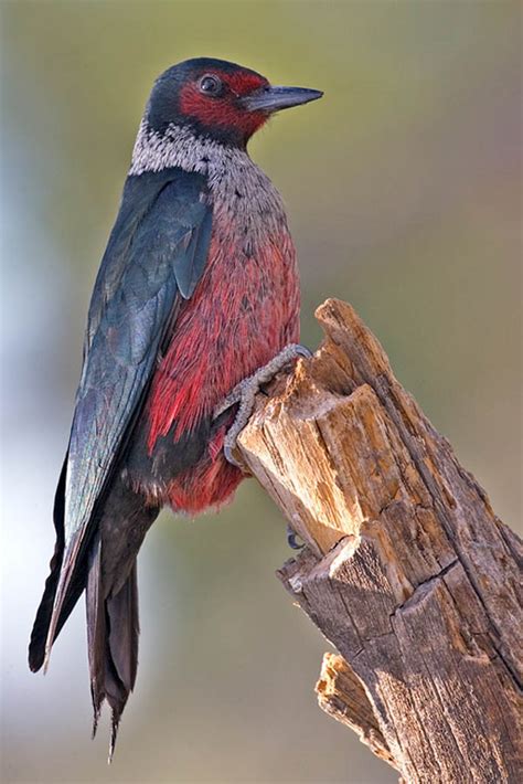 **Tweedy breast, grey fading down to pink**. Males and females similar.