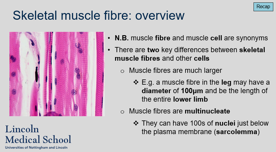 <ol><li><p>Muscle cell.</p></li><li><p>The two key differences between skeletal muscle fibers and other cells are that muscle fibers are much larger and multinucleate.</p></li><li><p>Muscle fibers can be much larger than other cells. For example, a muscle fiber in the leg may have a diameter of 100μm and be the length of the entire lower limb.</p></li><li><p>Muscle fibers are multinucleate, which means they can have hundreds of nuclei just below the plasma membrane (sarcolemma).</p></li></ol>