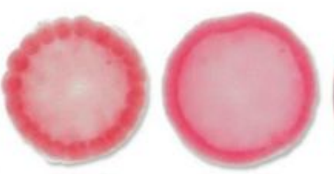 <p>Hollow ball of cells post-cleavage stage.</p>