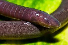 Name this specimen
