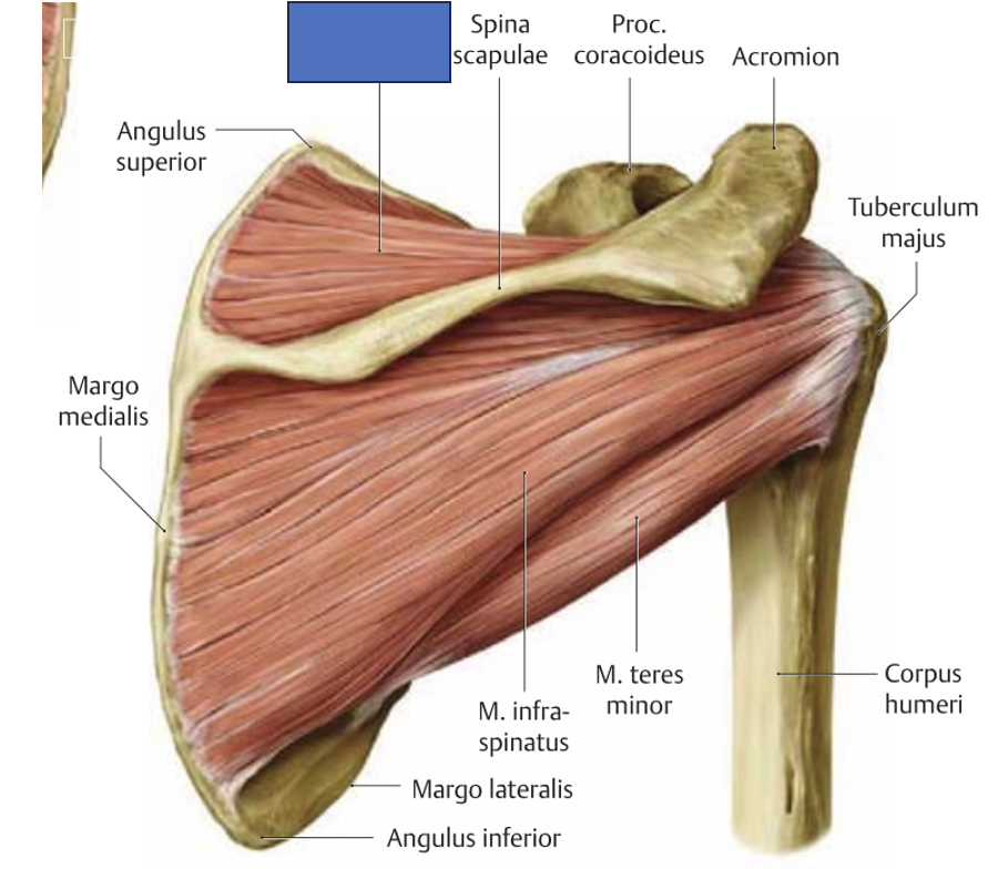 <p>m. supraspinatus → õlavarre abduktsoon, liigese stabiliseerimine</p>