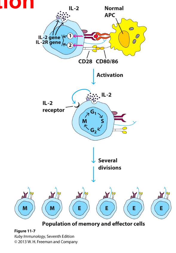 <ul><li><p><span>Mediated by autocrine growth secretion pathway, the main cytokine for proliferation is IL2. T cells produce cytokines, expres receptors for these cytokine and respond to the binding of these cytokines by proliferating— so IL2 will act on the cell which release it, inducing its growth and not the growh of oter sets of T cells.. hence it can be used as a marker for T cell activation.</span></p><ul><li><p><span>As a consequence, from a few naive T cells many effector T cells (many more produced) and memory T cells (not as many produced) are generated, once the pathogen is cleared the number of cells is reduced and only those with memory function wll remain.&nbsp;</span></p></li></ul></li></ul><p></p>