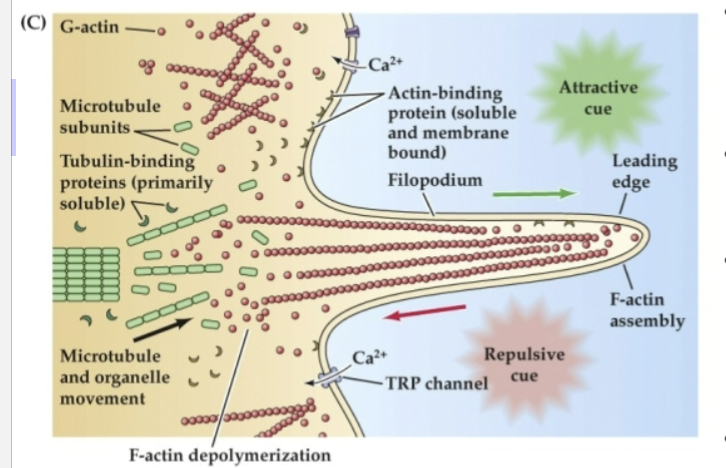 <p>Organized microtubules make up the cytoskeletal core of the axon, while more broadly dispersed microtubule subunits are found… </p>