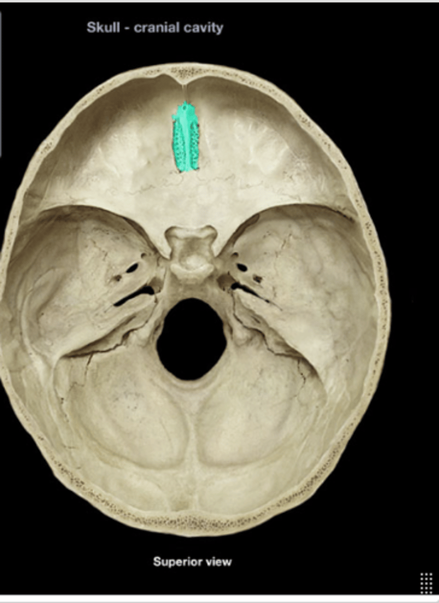 <p>Bone forming part of the nasal cavity and orbits.</p>