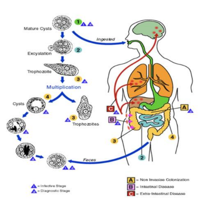 <ol><li><p>Mature quadrinucleated cells are ingested from contaminated food (per os). This passes from stomach to small intestine</p></li><li><p>This then travels to the stomach but the cysts have a protective barrier that prevents its coating from being broken down</p></li><li><p>The cysts then travel to the small intestine and the protective coating gets broken down by digestive enzymes (in small intestine). This process is called excystation</p></li><li><p>This releases trophozoites (which are the pathogenic form) which are carried to the caecum.</p></li><li><p>The best habitat for them is the caecal mucosa, where they lodge into glandular cysts and undergo binary fission</p></li><li><p>Some trophozoites then become pathogenic “forma magma” which invades the submucosal layer/intestinal wall destroying tissue and forming ulcers</p></li><li><p>They can also enter the blood stream, causing abscesses in the liver, lungs and brain</p><p></p></li></ol><p></p>
