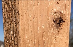 color of specks on wood