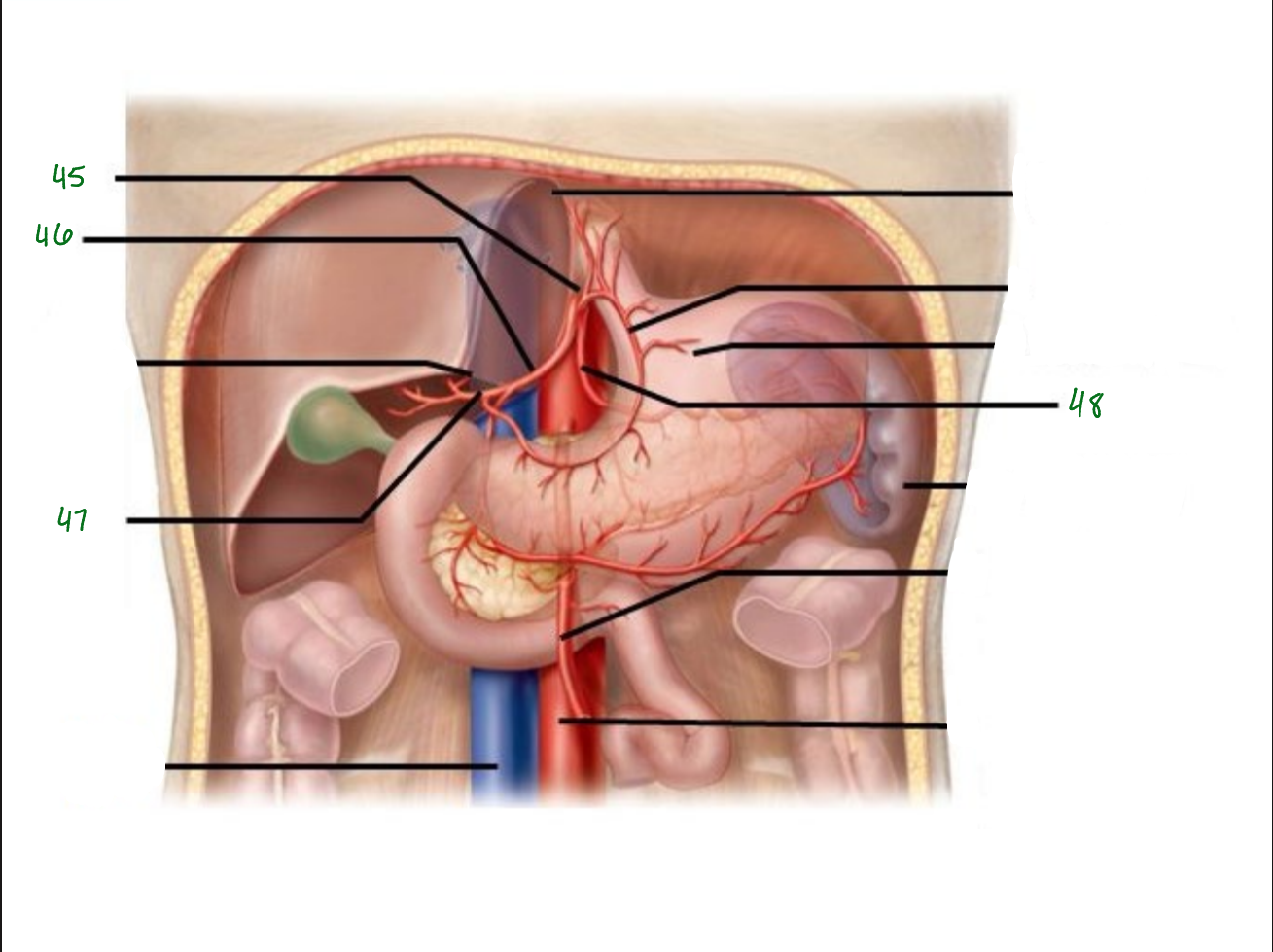 <p>What artey is 47 pointing to?</p>