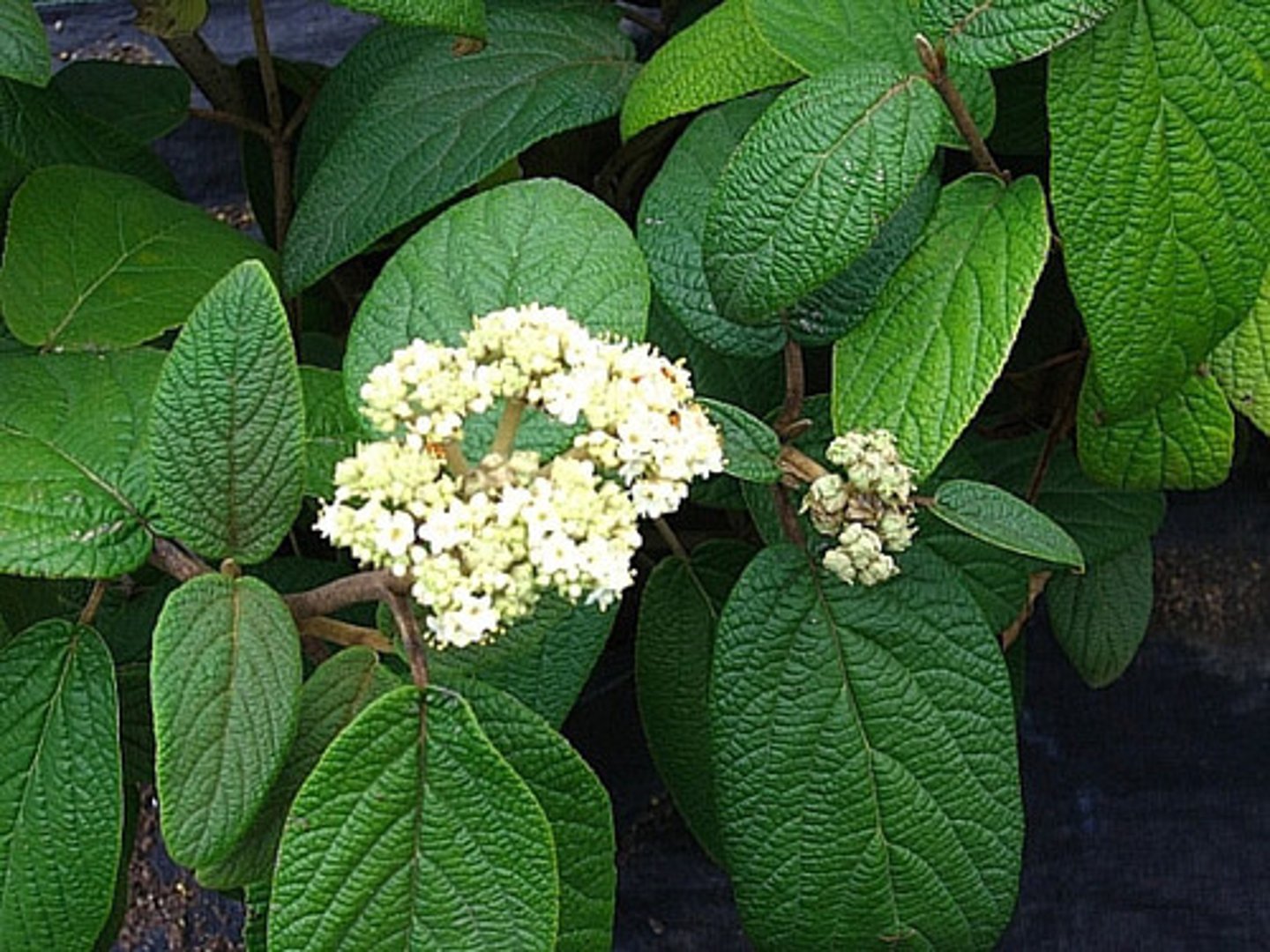 <p>Alleghany Viburnum</p>