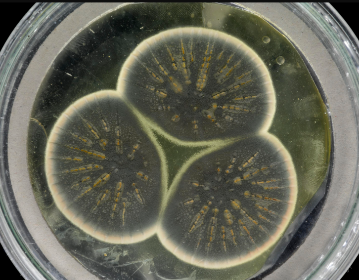 <p><strong><mark data-color="#d819ec" style="background-color: #d819ec; color: inherit">Because viruses are not cells at all!!</mark></strong><br>They <strong><mark data-color="#8f086d" style="background-color: #8f086d; color: inherit">don’t even have cellular structures</mark></strong> like ribosomes or cell walls, and so <strong>antibiotics have no way of targeting them; </strong></p><p></p><p>Viruses solely rely on the mechanisms of the host cells to replicate and exist, so <strong>even if you did use antibiotics, it would mean you would be harming human cells too.</strong></p>