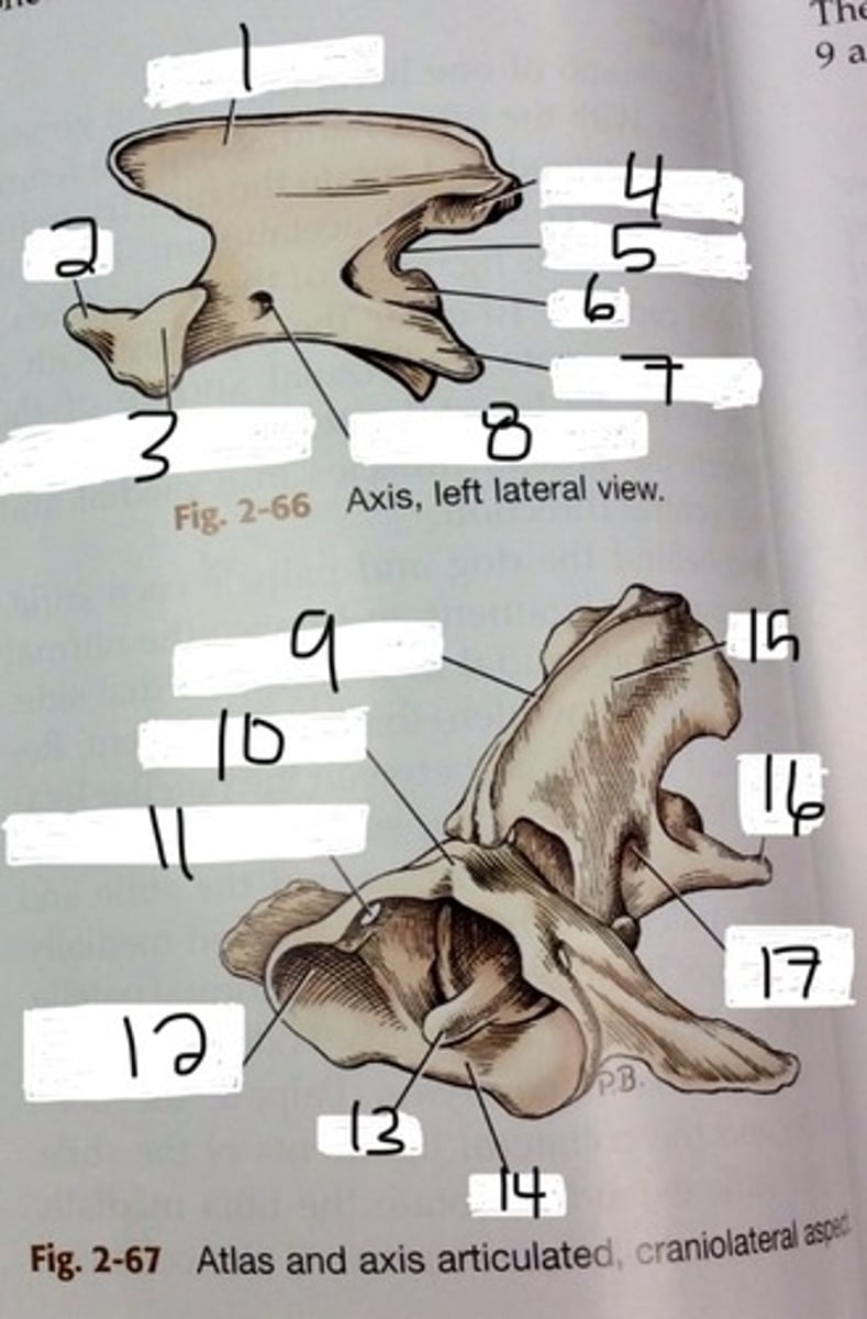 <p>on axis, tuck into C1</p>