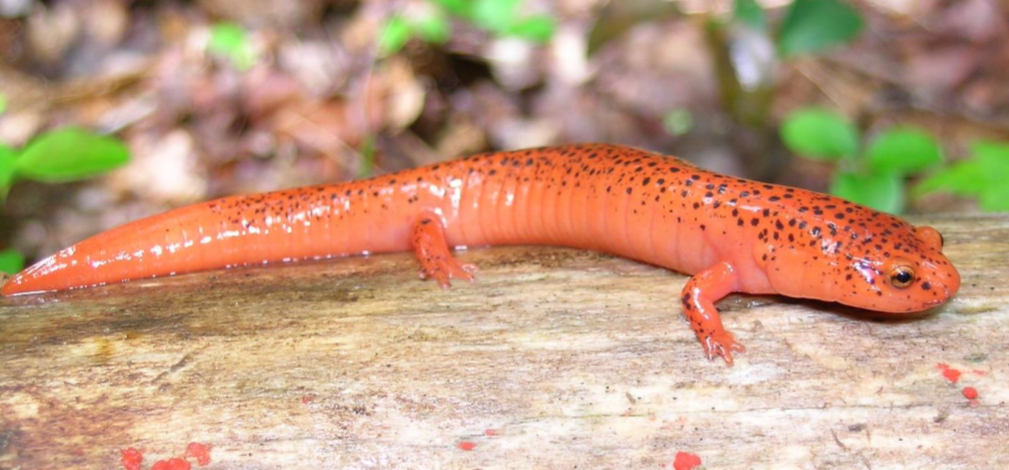 <p>pseudotriton ruber</p>