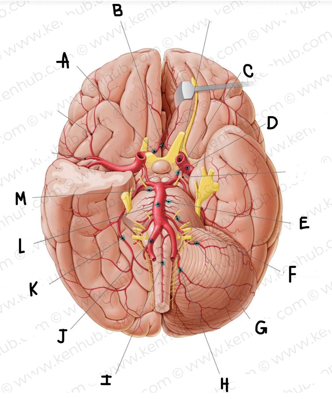 <p>What is the name of the artery labeled H?</p>