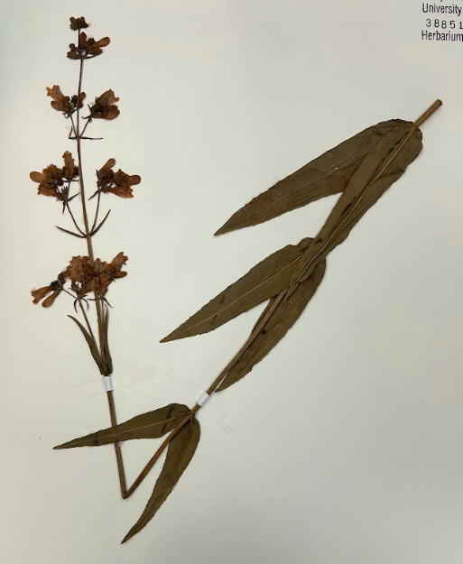 <p>Family + Genus?</p>