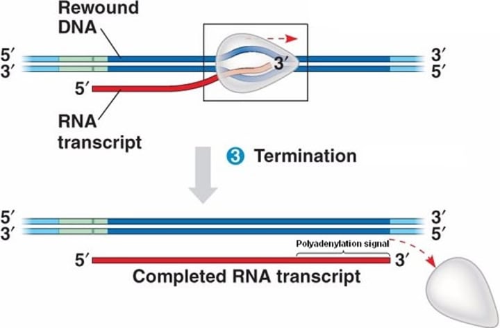 <p>Pre mRNA is cleaved from growing RNA chains while polymerase II continues.</p>