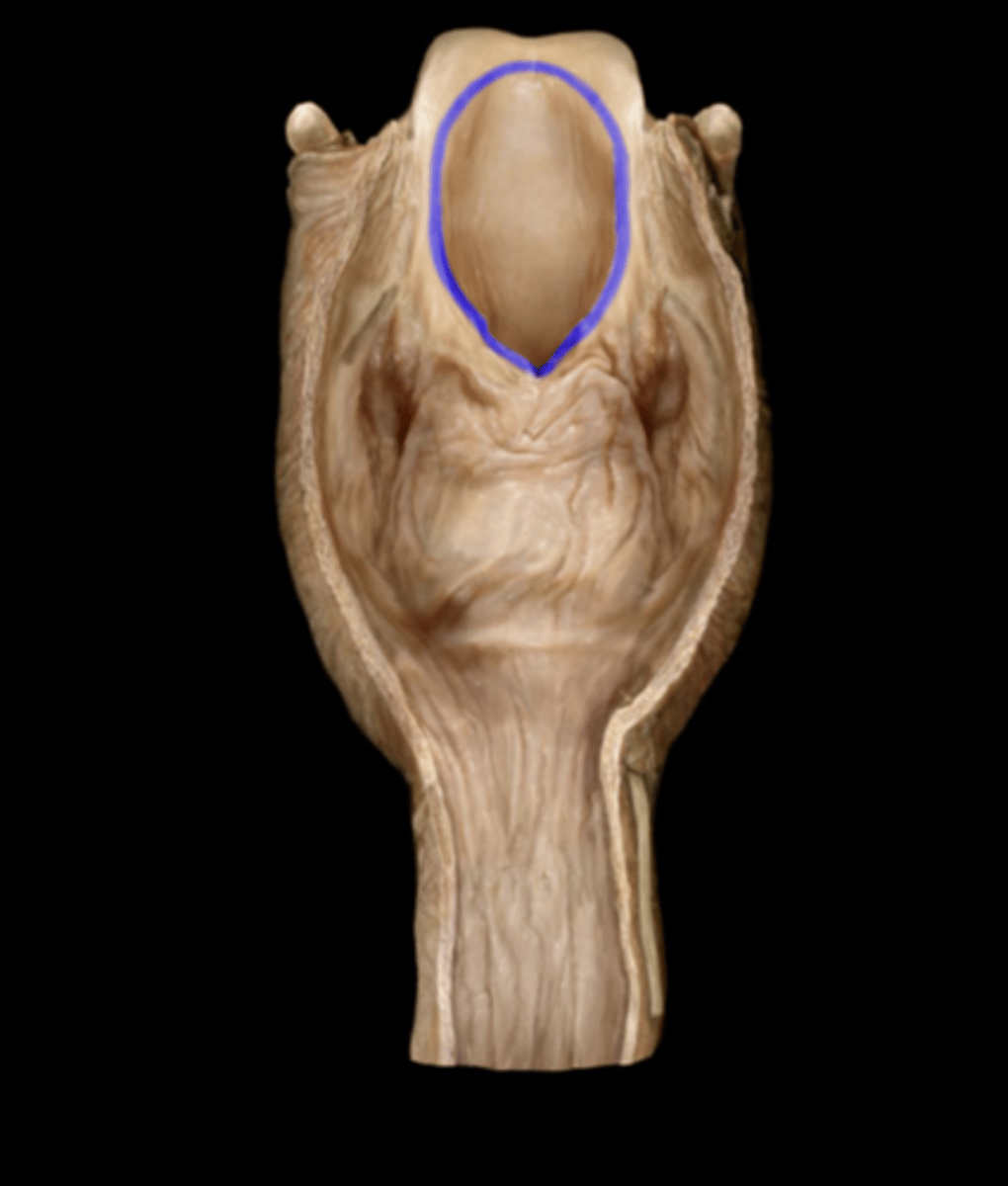 <p>opening that connects the pharynx and larynx</p>