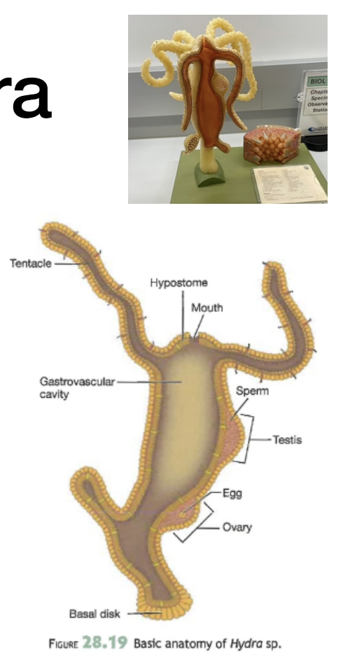 <p>A cylindrical tube-shaped organism with tentacles used for capturing food.</p>