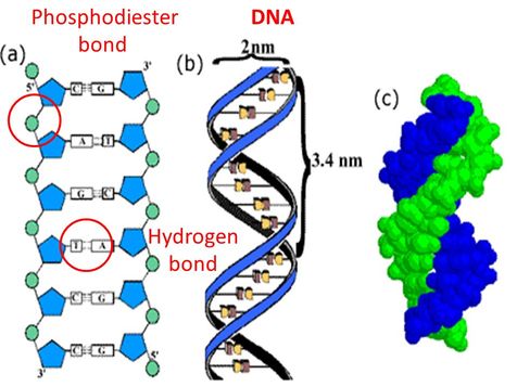 <p></p><ul><li><p><span>Hydrogen bonds form between complementary nitrogenous bases (A–T or A–U, C–G)</span></p></li><li><p><span>They hold the two strands of DNA together or stabilize RNA secondary structures</span></p></li><li><p><span>Located inside the double helix, between the bases, not in the sugar-phosphate backbone</span></p></li></ul><p></p>