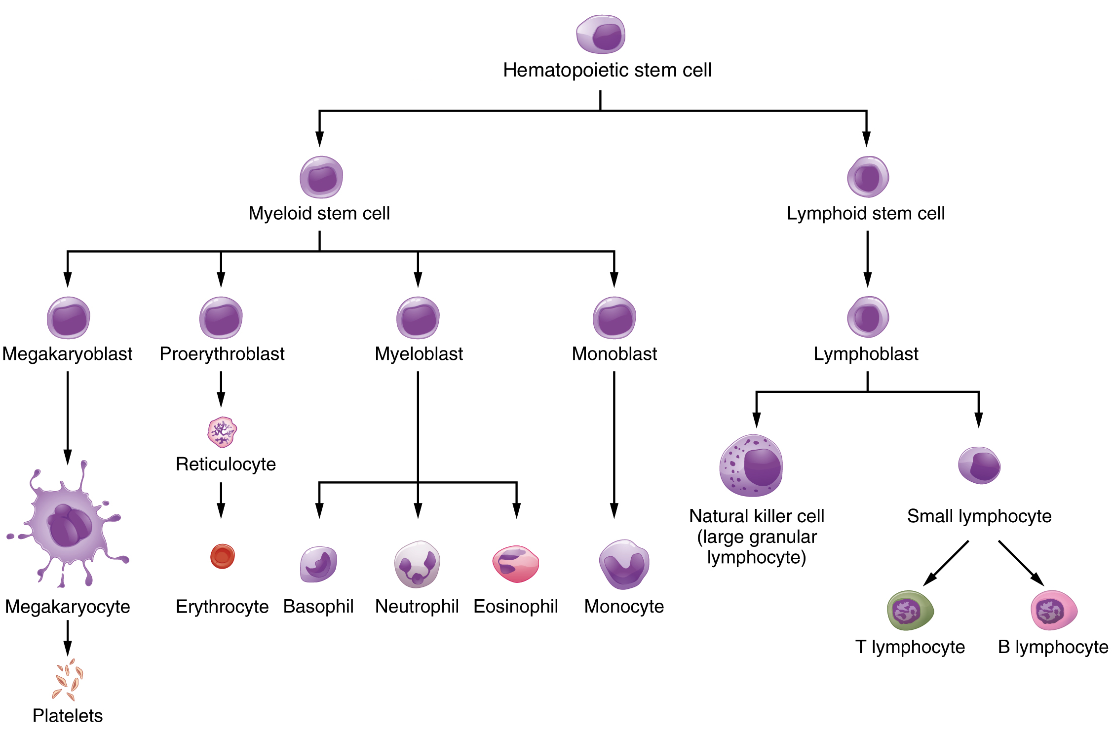 <p>-blood cell production</p><p>-pluripotent hematopoetic stem cells can turn into various blood cells</p><p>-B cells maturation</p><p></p>