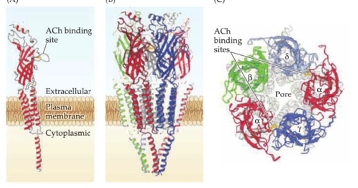 <p>5 subunits<br>4 Transmembrane domains<br>ACh binds to alpha subunits</p>