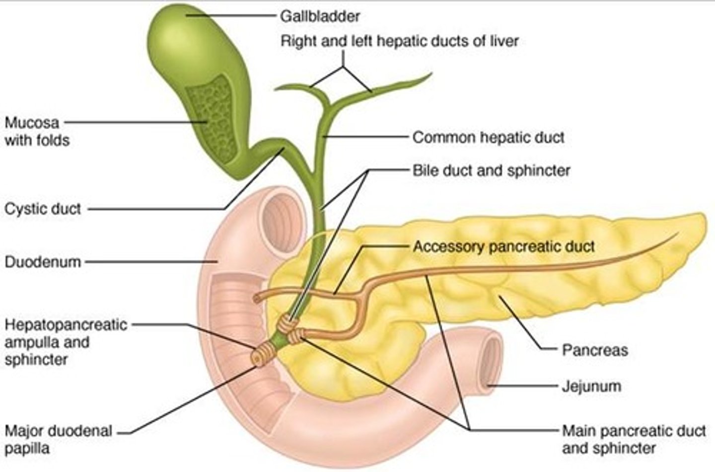 <p>[Liver] Right/Left Hepatic Duct -&gt; Common Hepatic Duct -&gt; Common Bile Duct<br><br>[Pancreas] Pancreatic Duct<br><br>[Gallbladder] Cystic Duct + Common Hepatic Duct -&gt; Common Bile Duct</p>