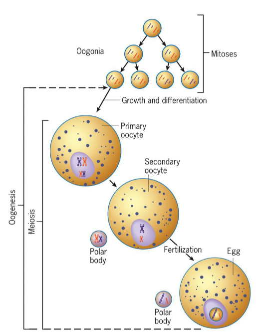 <ul><li><p>oogonia become primary oocytes, which then enter extended meiotic prophase</p></li><li><p>vertebrate eggs fertilized before completion of meiosis (usually metaphase II)</p></li><li><p>meiosis completed after fertilization, while sperm resides in egg cytoplasm</p></li><li><p>only after differentiation of oocyte is complete does meiotic divisions occur</p></li></ul><p></p>