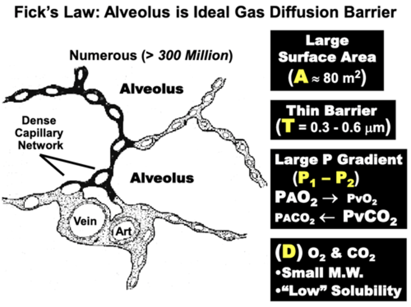<p>blood-gas barrier</p><p>1. Large Surface Area (A) of alveolar walls &amp; capillaries (70-80 m2) </p><p>- results mainly from the numerous Alveoli (>300 million) surrounded by a dense capillary network</p><p>2. Short Diffusion Distance (T) facilitates gas movement</p><p>- only 0.3-0.6 μm separates alveolar gas from pulmonary blood in most regions of the lungs </p><p>- compare to 20-50 μm from capillary to cell in other peripheral tissues</p><p>3. Steep Partial Pressure Gradients (P1-P2) of O2 &amp; CO2 </p><p>- provide directionality and a strong driving force for high diffusion volume</p><p>4. Physical Properties (D) of the major respiratory gases (CO2 and O2)</p>