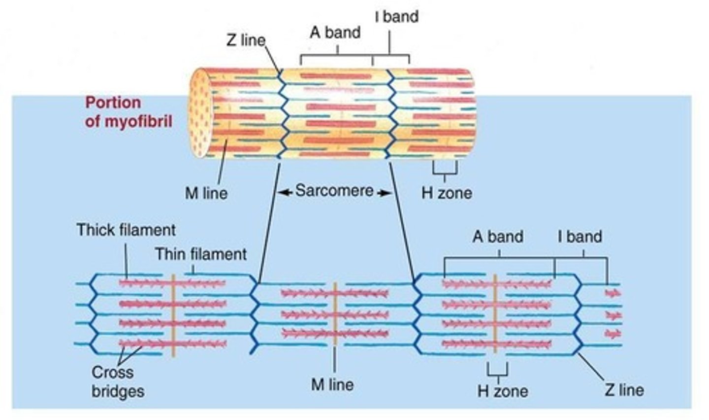 <p>The functional unit of striated muscle contraction formed of a band of thick myosin filaments in the middle and thin actin filaments on each side.</p>